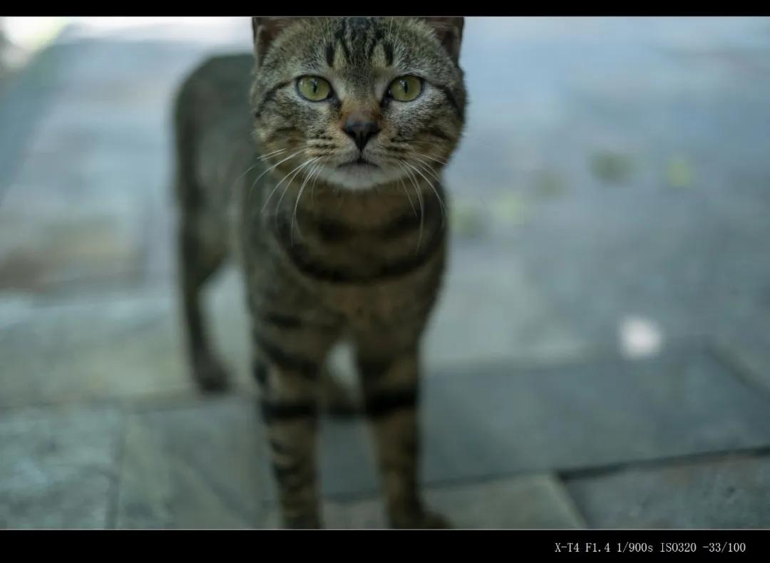 富士微单x-t4深度测试压轴,富士x-t4拍照怎么样