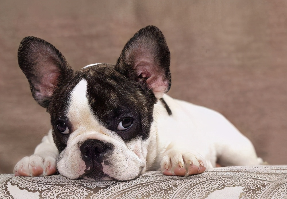 狗狗为什么尿里带血,狗狗拉尿带有血块