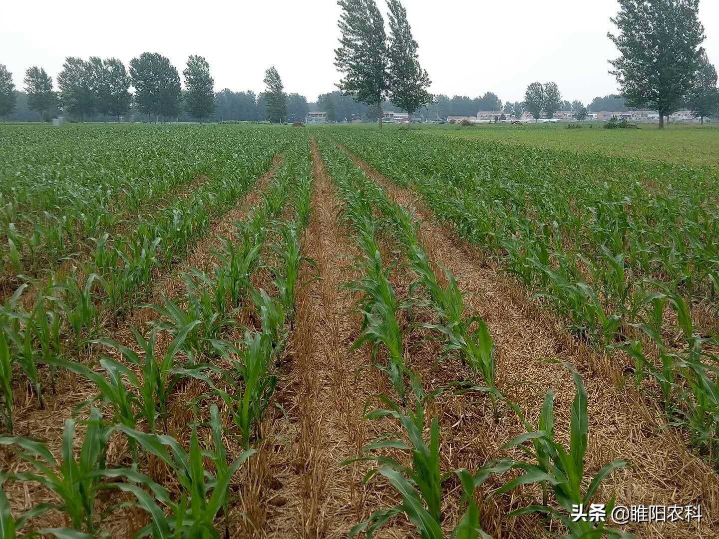 玉米地除草方法大全,玉米田除草专用配方