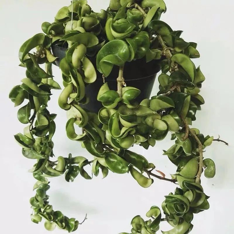 推荐4种垂吊花，不开花也好看，家里养几盆，呼呼长成绿窗帘