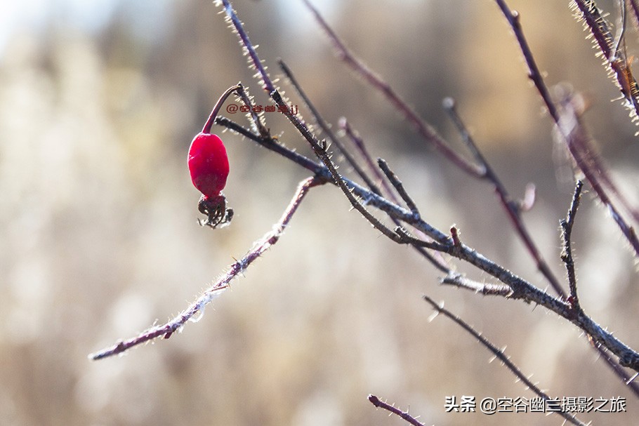 在莫尔道嘎，我遇见了最美的秋雪