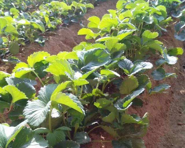 如何判断草莓是否旺长,为什么草莓生长那么慢