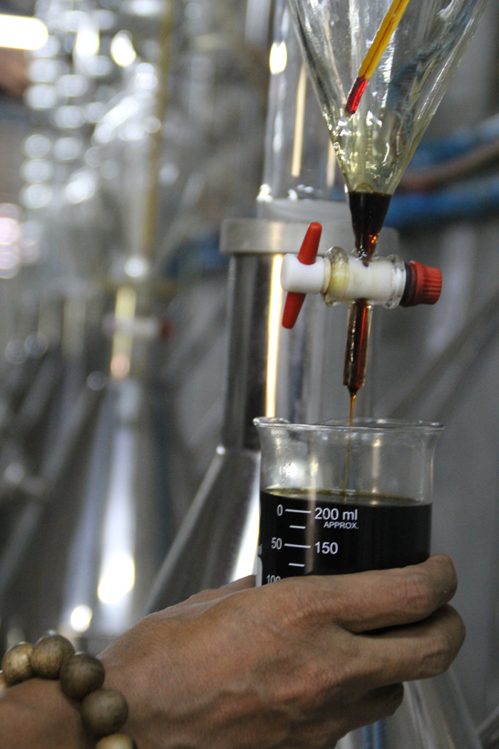 身价过亿的沉香种植小伙子,小伙投资五百万种300亩沉香