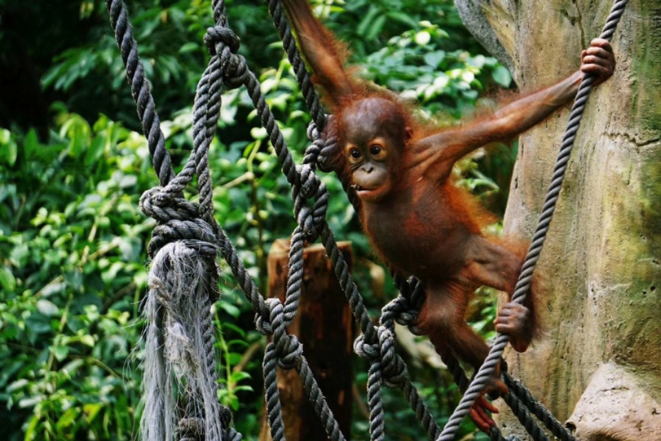 索尼微单a5100怎么导出视频 (索尼微单a5100可以拍视频吗)