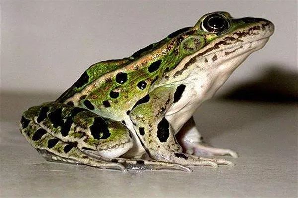 华农园养殖赚钱吗,华农园青蛙的养殖方法