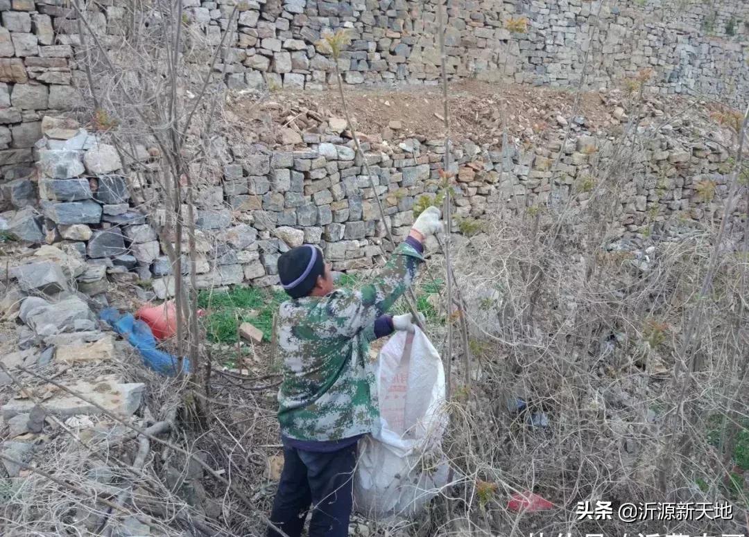山东沂蒙山头茬香椿,香椿野菜