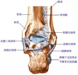 踝关节撞击症问诊,踝关节内侧撞击综合症位置图