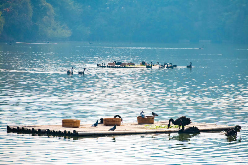 玩转广州长隆野生动物世界之行,广州长隆动物世界游玩攻略图
