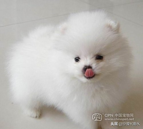 比尼熊狗狗价格,阿拉斯加狗狗价格