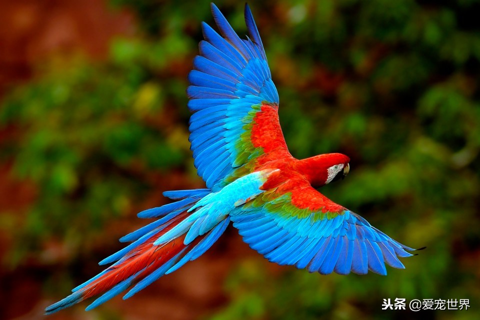 新手饲养鹦鹉必备知识有哪些,虎皮鹦鹉正确饲养喂什么蔬菜好