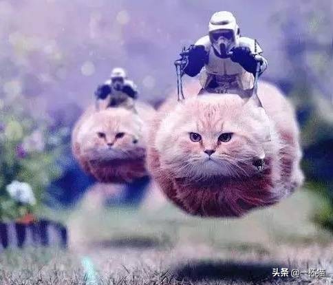 一根猫、一滩猫、一架猫，喵星人逆天姿势大全