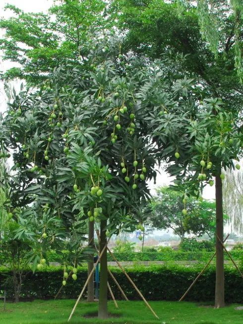 100种常见观叶植物图鉴史上最全,农村常见的100种植物
