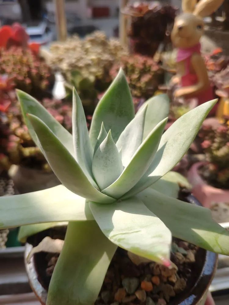 每一棵多肉都承载了一段时光,每一棵多肉都是独一无二