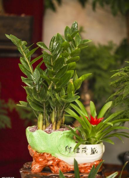 金钱树叶子发黑怎么回事,金钱树叶子发黑怎么治