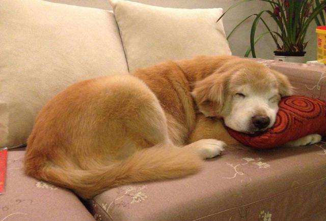 狗狗临终前想些什么,狗狗临终前的几种表现