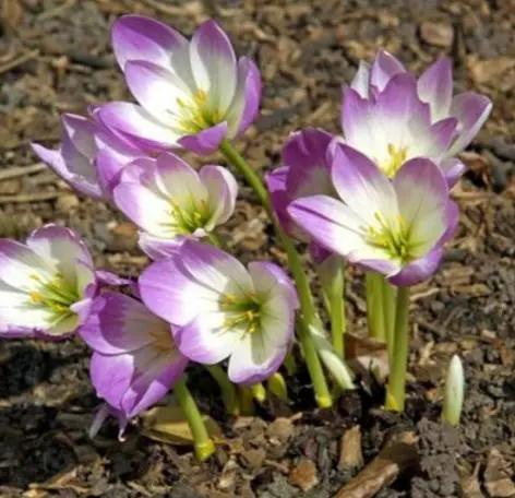 如何让水仙婀娜多姿,花香四溢