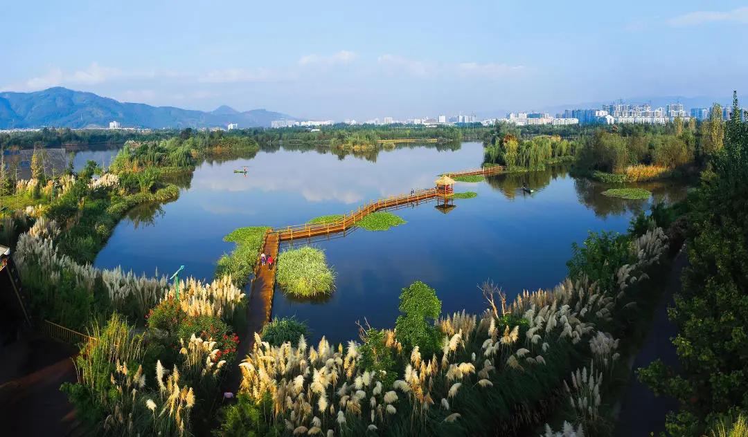 西昌邛海湿地的网红打卡树风景,邛海最美景点
