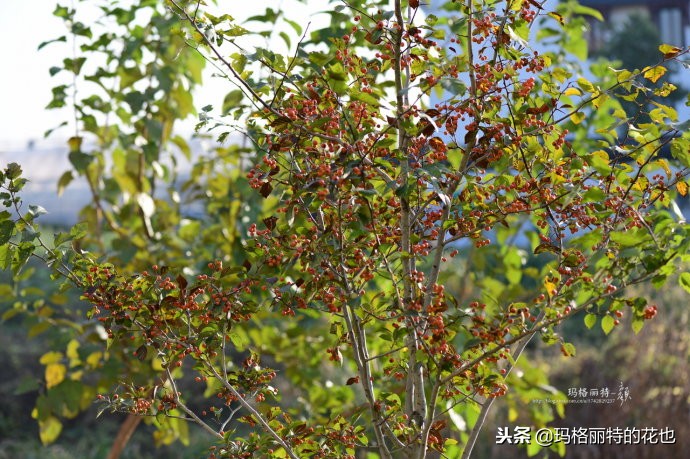整个冬天都挂着的小红果，迷你山楂“冬果王”｜植物笔记