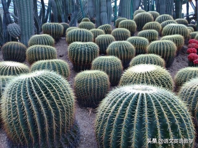 如何区分词的本义引申义比喻义,词语本义和引申义举例