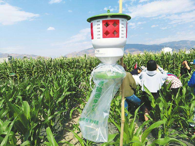 暴雨贪夜蛾防治,怎样预防水稻飞蛾