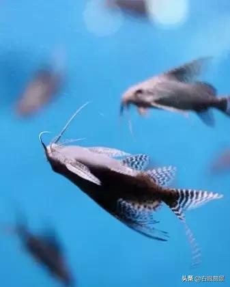 停电了鱼缸的鱼要怎么弄,停电了鱼缸里的鱼缺氧怎么救