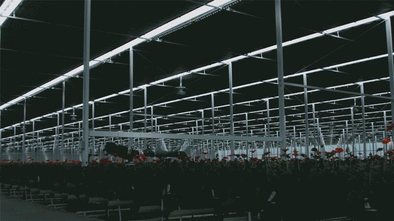 温室大棚有哪些优点,蔬菜大棚和温室大棚有什么不一样