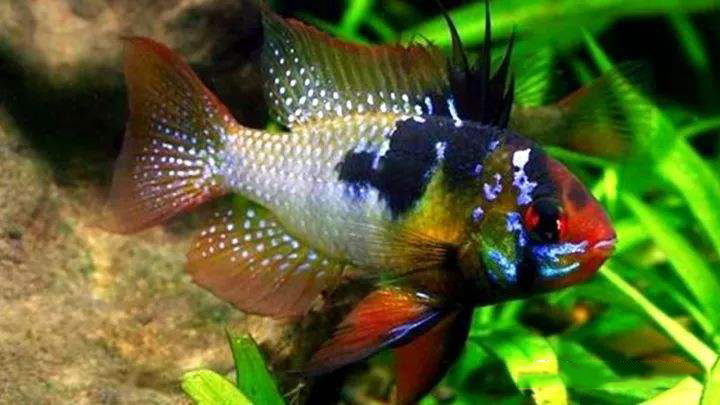 金波子怎么养好,如何把金波子养好