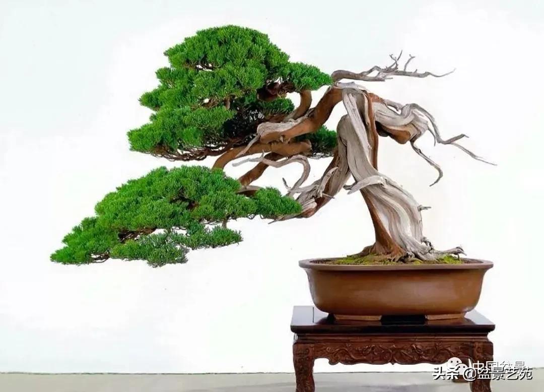 盆景不是一招一式就能完成的,盆景各有各的玩法不用攀比