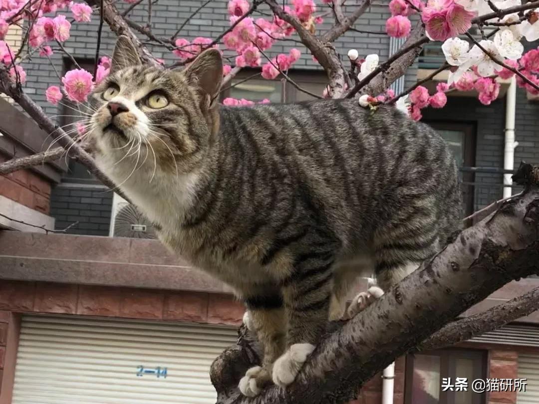 猫咪的花纹是怎么长出来的,猫咪身上的花纹有多奇葩
