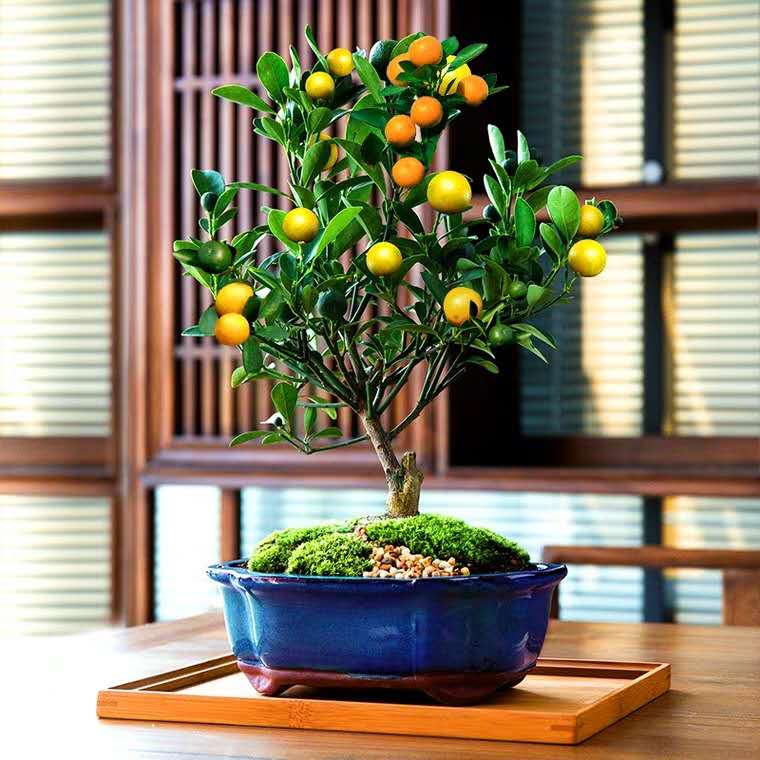 小黑飞、红蜘蛛、*粉白**病,3种“花卉”病虫害,防治有窍门