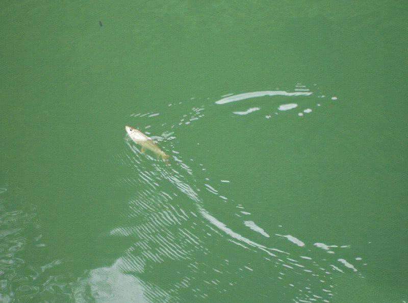 盘车冲钓赤尾,盘车冲钓青尾鲴