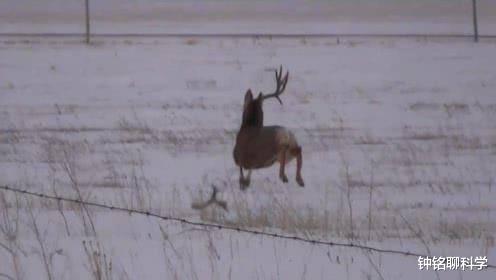 鹿茸基本常识介绍,鹿茸知识
