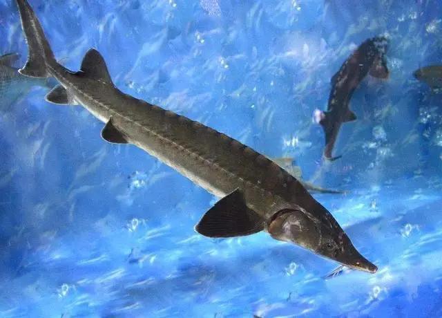 非法捕捞有什么危害,最新非法捕捞立案标准