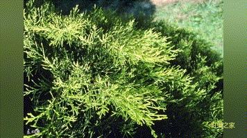 自家果园树移栽合法吗,果园果树混栽