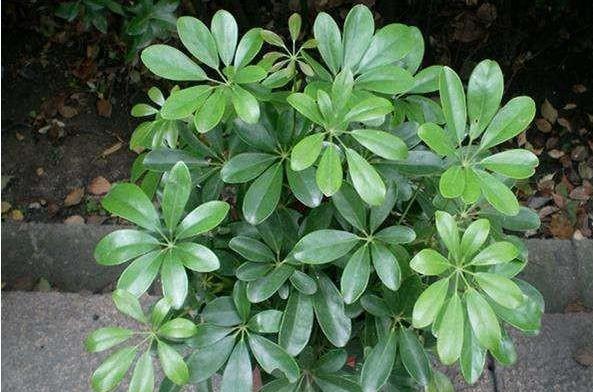 招财树叶子发黑怎么办需要修剪吗,家里的招财树放什么位置好呢