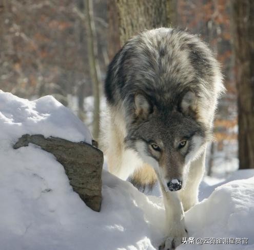 它趴在狼背上,指挥群狼,老猎户:它是狐狸与狼的后代,狼的军师