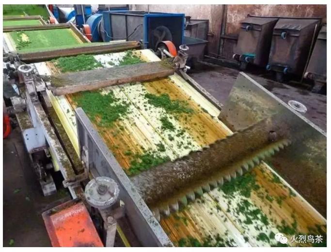 肯尼亚红茶全是粉末吗,肯尼亚红茶有哪些