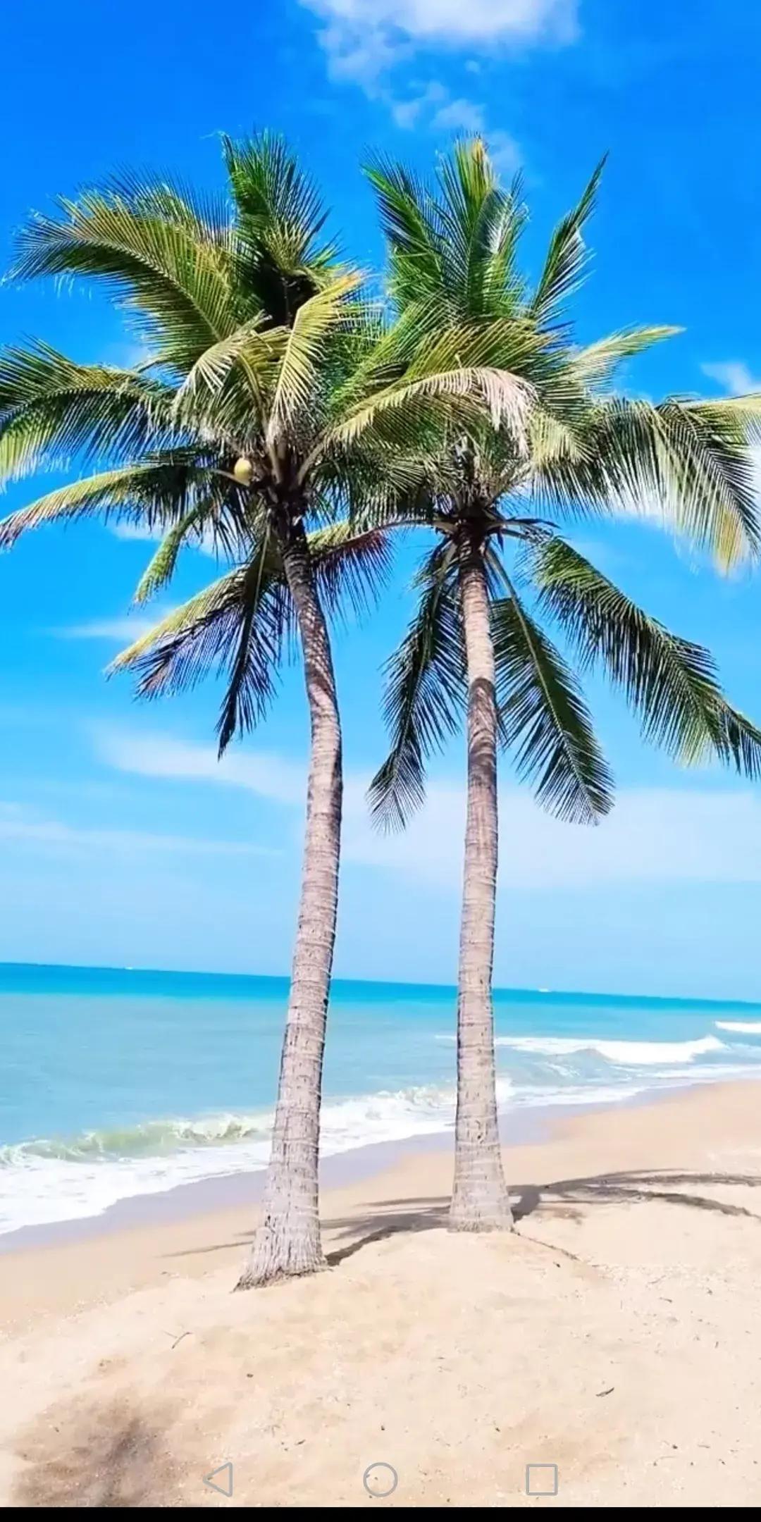 罗牛山股价为何一蹶不振,罗牛山股票行情预测