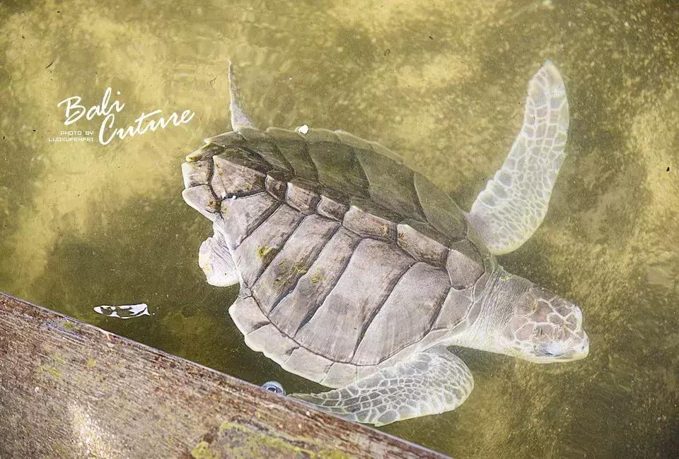 999玩转巴厘究竟嗨不嗨：香遇巴厘，南太平洋的风与海