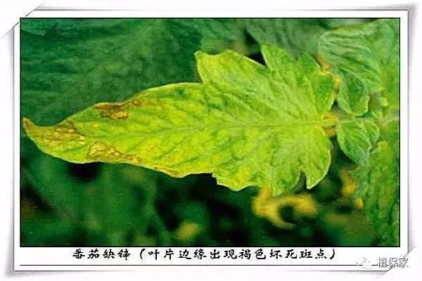 钙镁锌硼高产,钙镁硼铁镁什么农作物可用