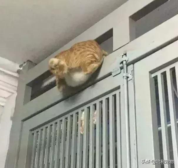 猫为何是液体,猫咪为什么要给猪染色