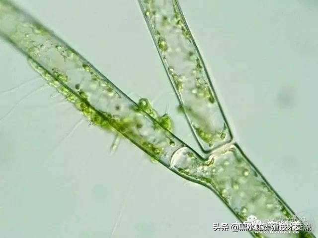 水产藻类大全图片,水产藻类知识大全