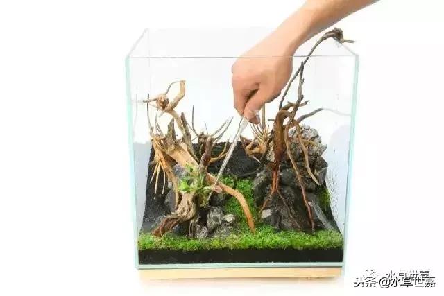 30cm小缸青龙石造景大全,30cm长缸原生溪流缸造景