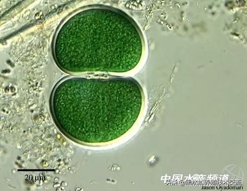 水产藻类大全图片,水产藻类知识大全