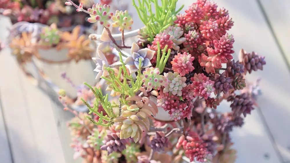 澶氳倝澶х浜屾湪,澶氳倝杈句汉浜屾湪