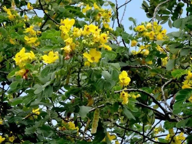 常见100种花卉介绍图片,四个季节开花的植物花卉有哪些