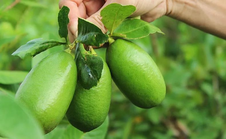来一杯薄荷加柠檬,来一杯清爽又解腻的柠檬茶
