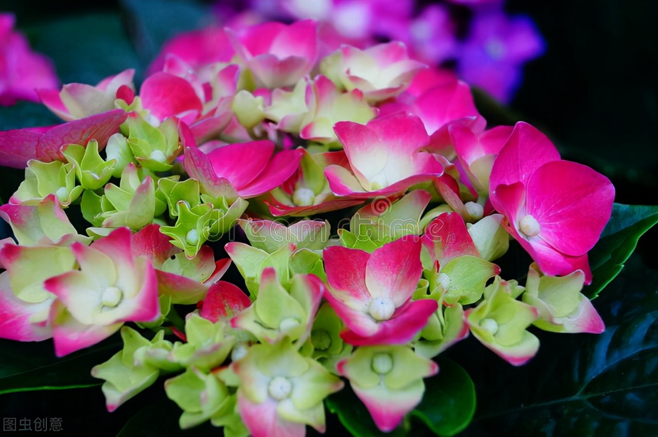 养什么植物晒不死又不怕冻,北方冬天适合养的花草耐寒耐冻