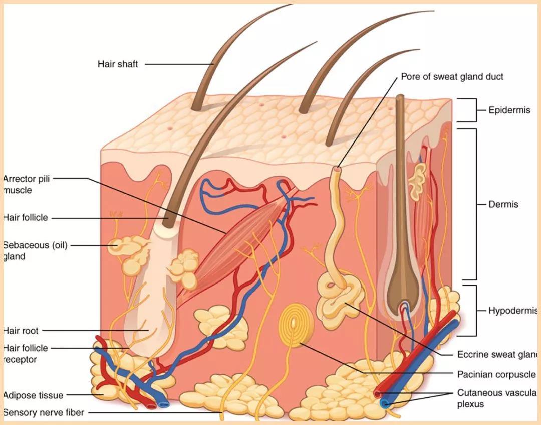 脸上毛孔粗大怎么办要如何改善,脸上毛孔粗大用什么办法解决最好