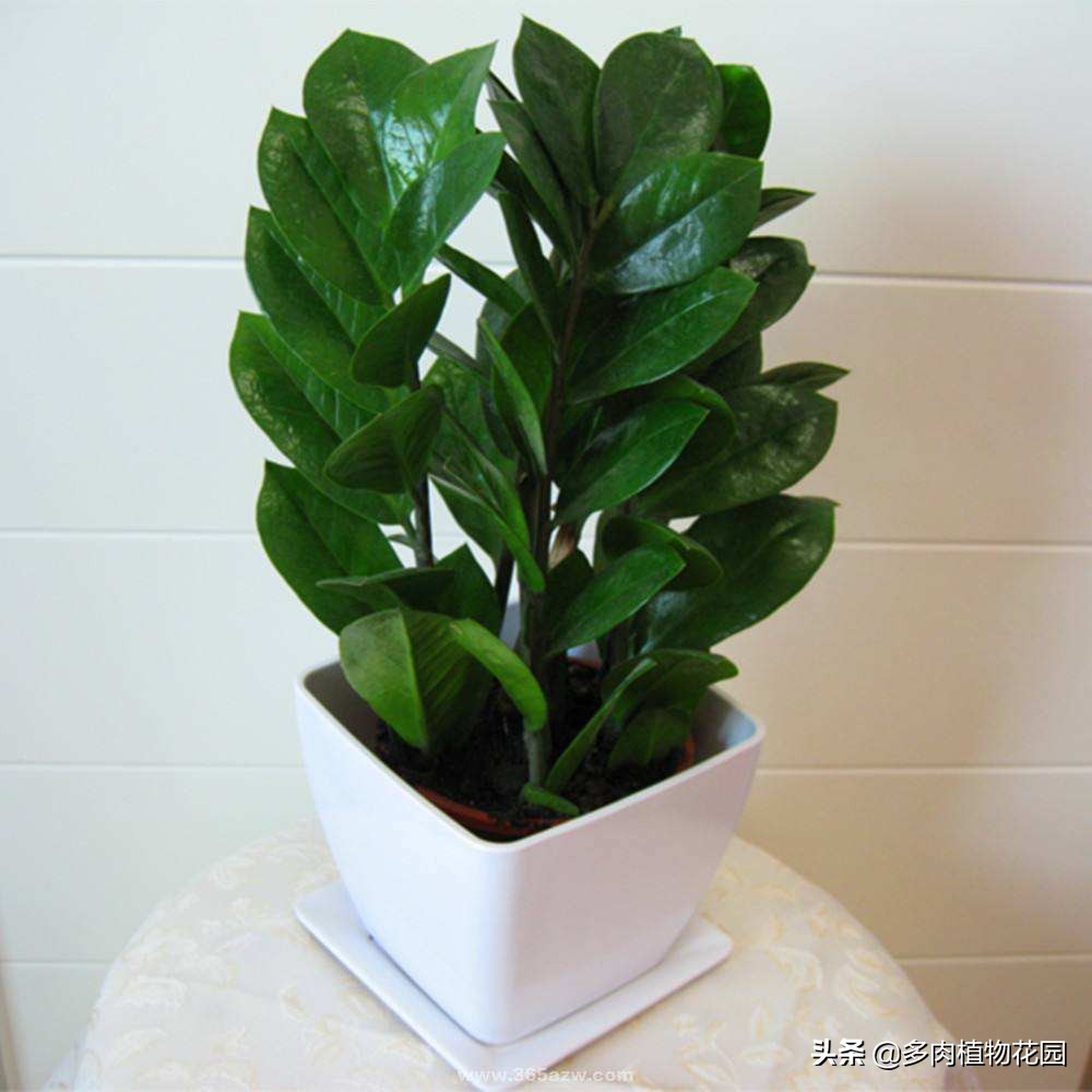 金钱树怎么才能养得又粗又壮,养护金钱树秋季使用什么肥料